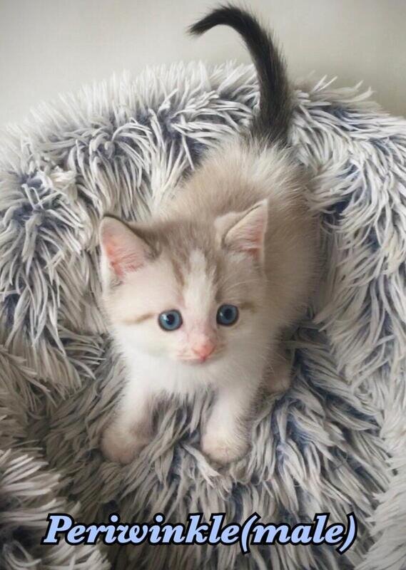 4 Scottish Kilt Kittens ready for new homes! image 3