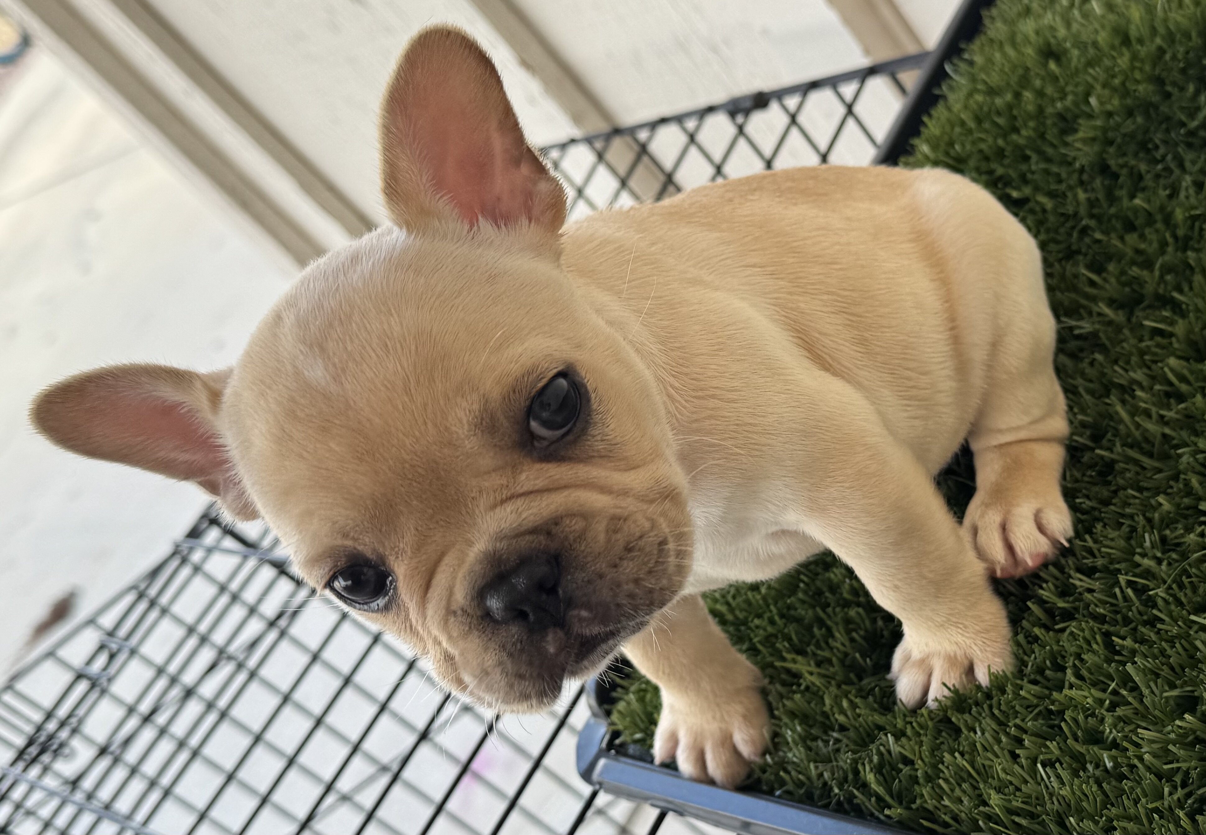 French bulldog puppies image 4