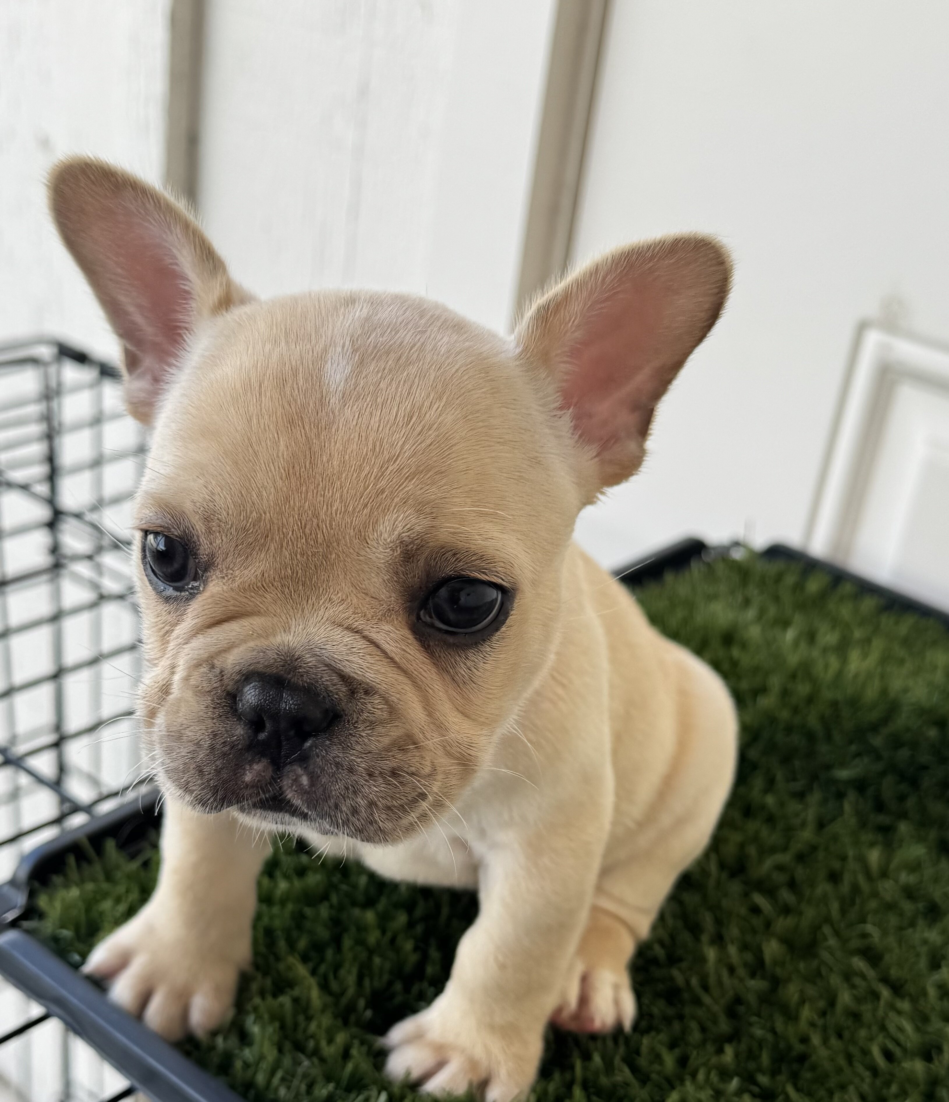 French bulldog puppies image 3