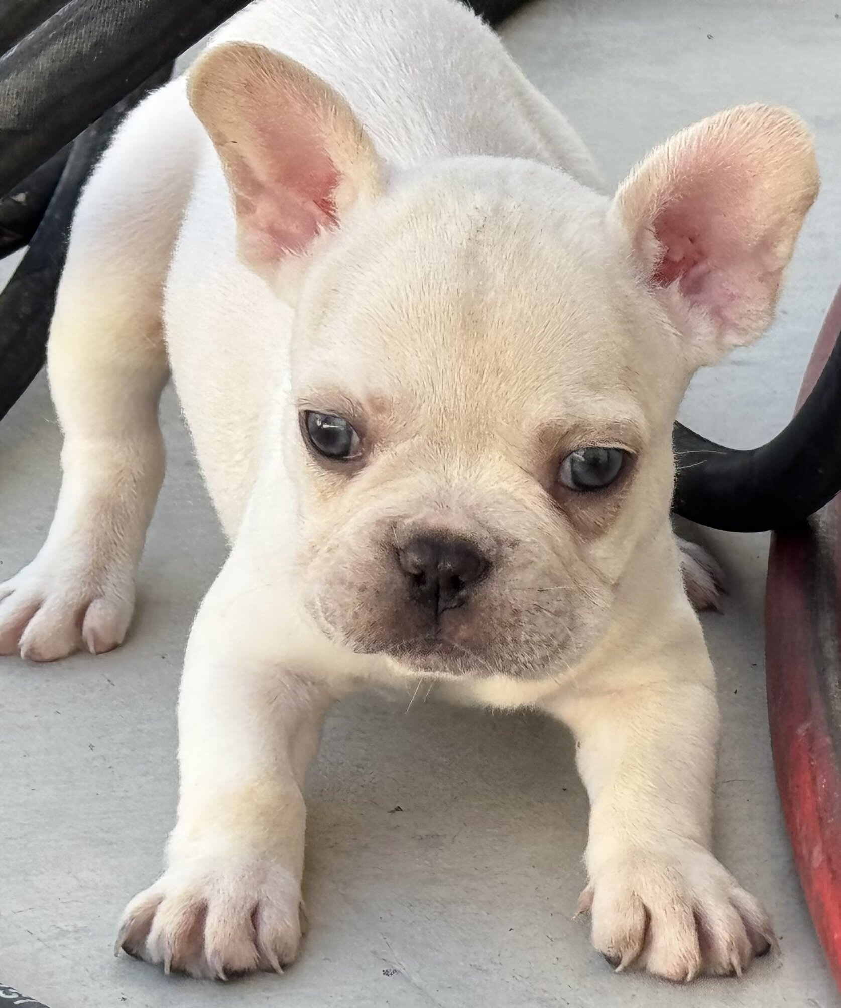 French bulldog puppies image 5