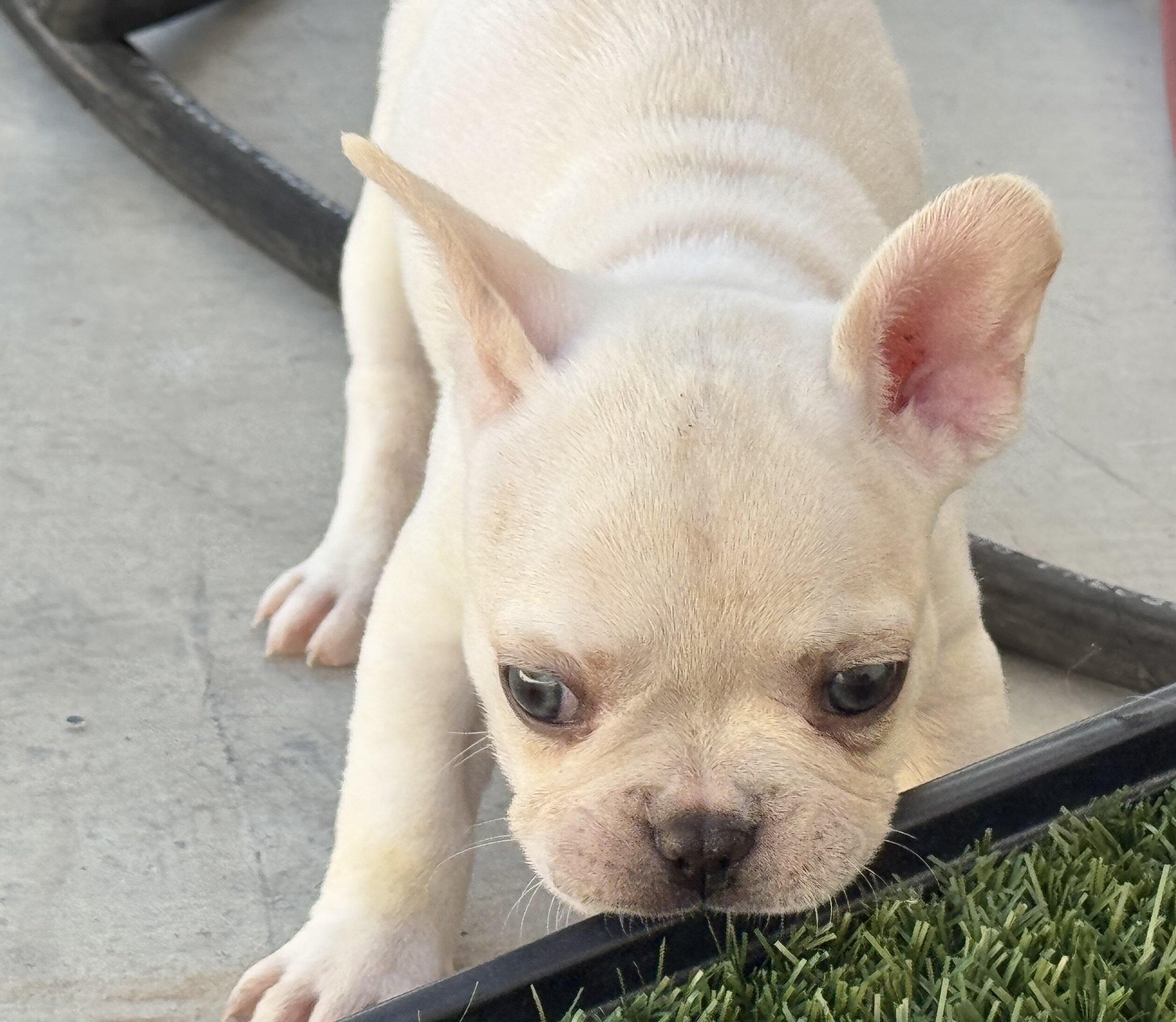French bulldog puppies image 6