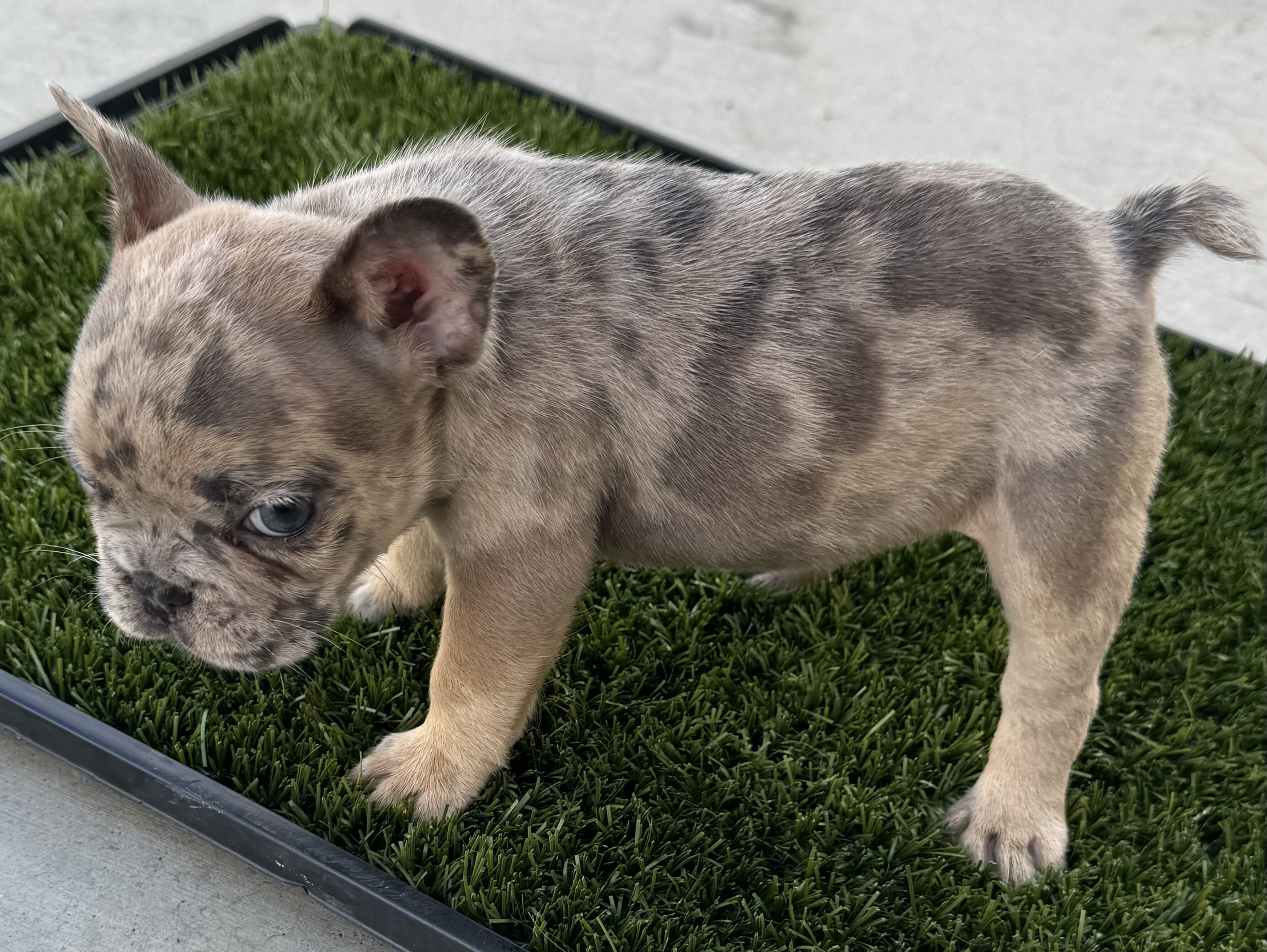 French bulldog puppies image 2
