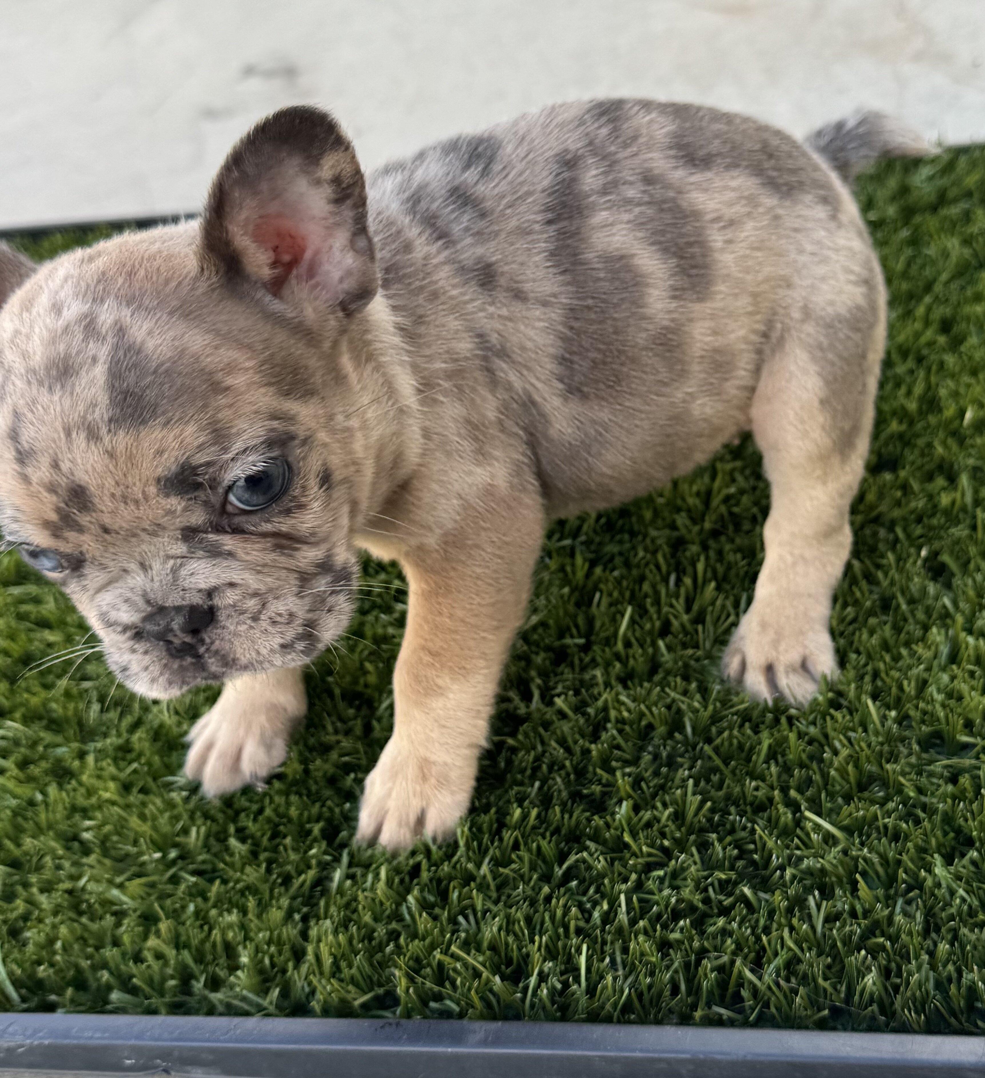 French bulldog puppies image 1