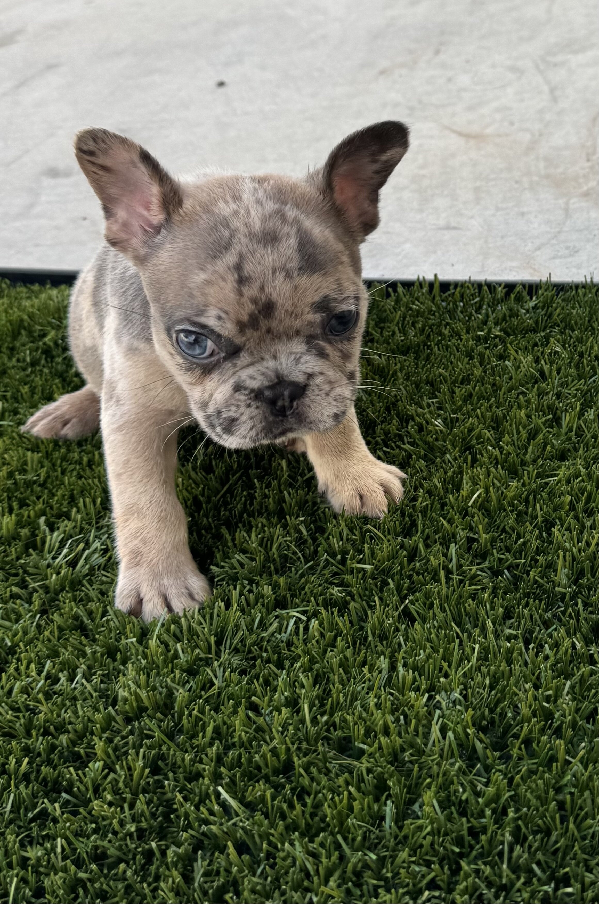 French bulldog puppies image 8
