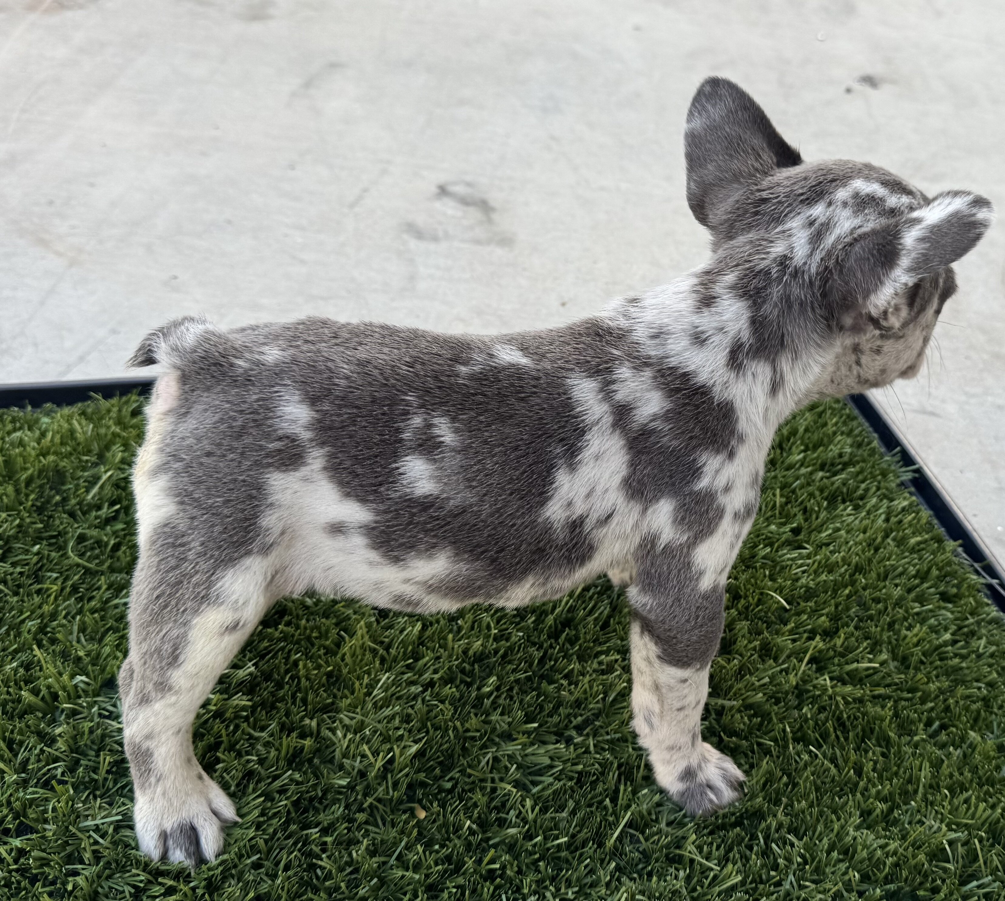 French bulldog puppies image 9