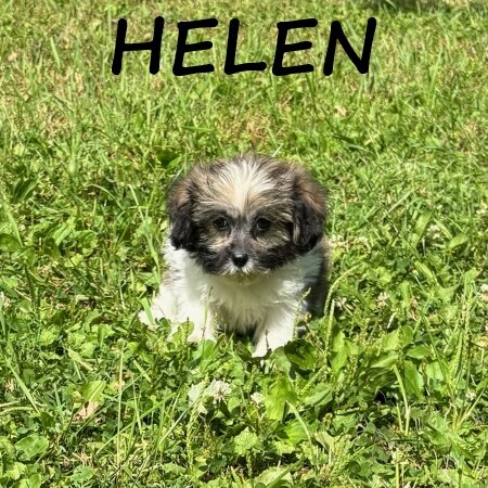 Helen Female Teddy Bear Puppy image 1