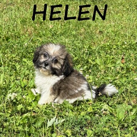 Helen Female Teddy Bear Puppy image 2