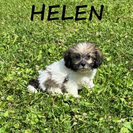 Helen Female Teddy Bear Puppy image 3
