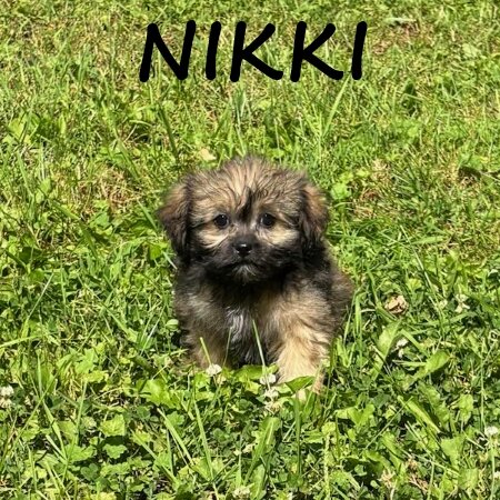 Nikki Female Teddy Bear Puppy image 1