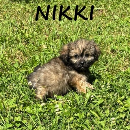 Nikki Female Teddy Bear Puppy image 2