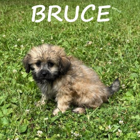 Bruce Male Teddy Bear Puppy image 2