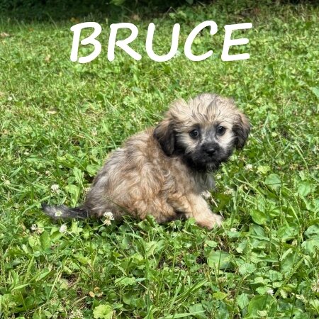 Bruce Male Teddy Bear Puppy image 3
