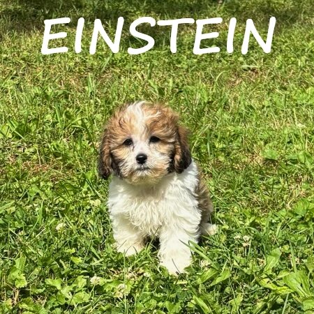 Einstein Male Teddy Bear Puppy image 1