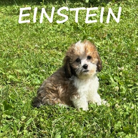 Einstein Male Teddy Bear Puppy image 3