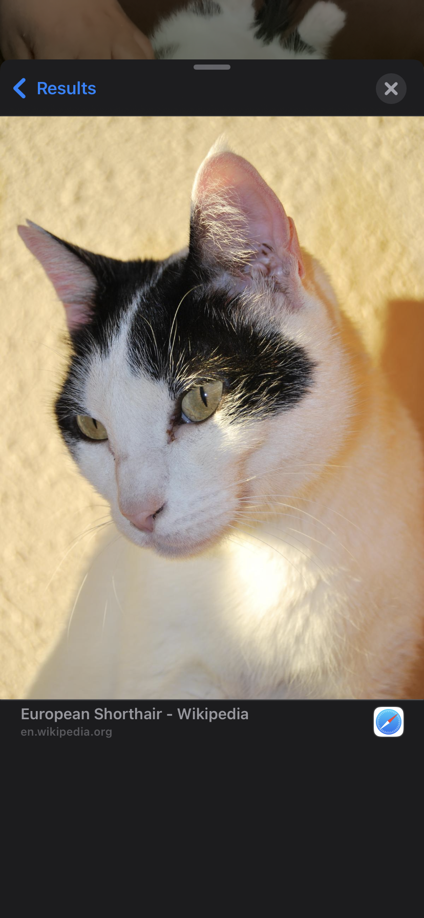 Cat image 1