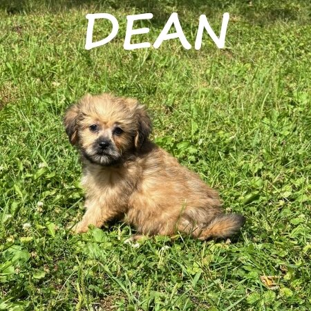 Dean Male Teddy Bear Puppy image 2
