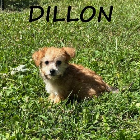 Dillon Male Yorkie Poo Puppy image 2