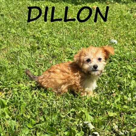 Dillon Male Yorkie Poo Puppy image 3