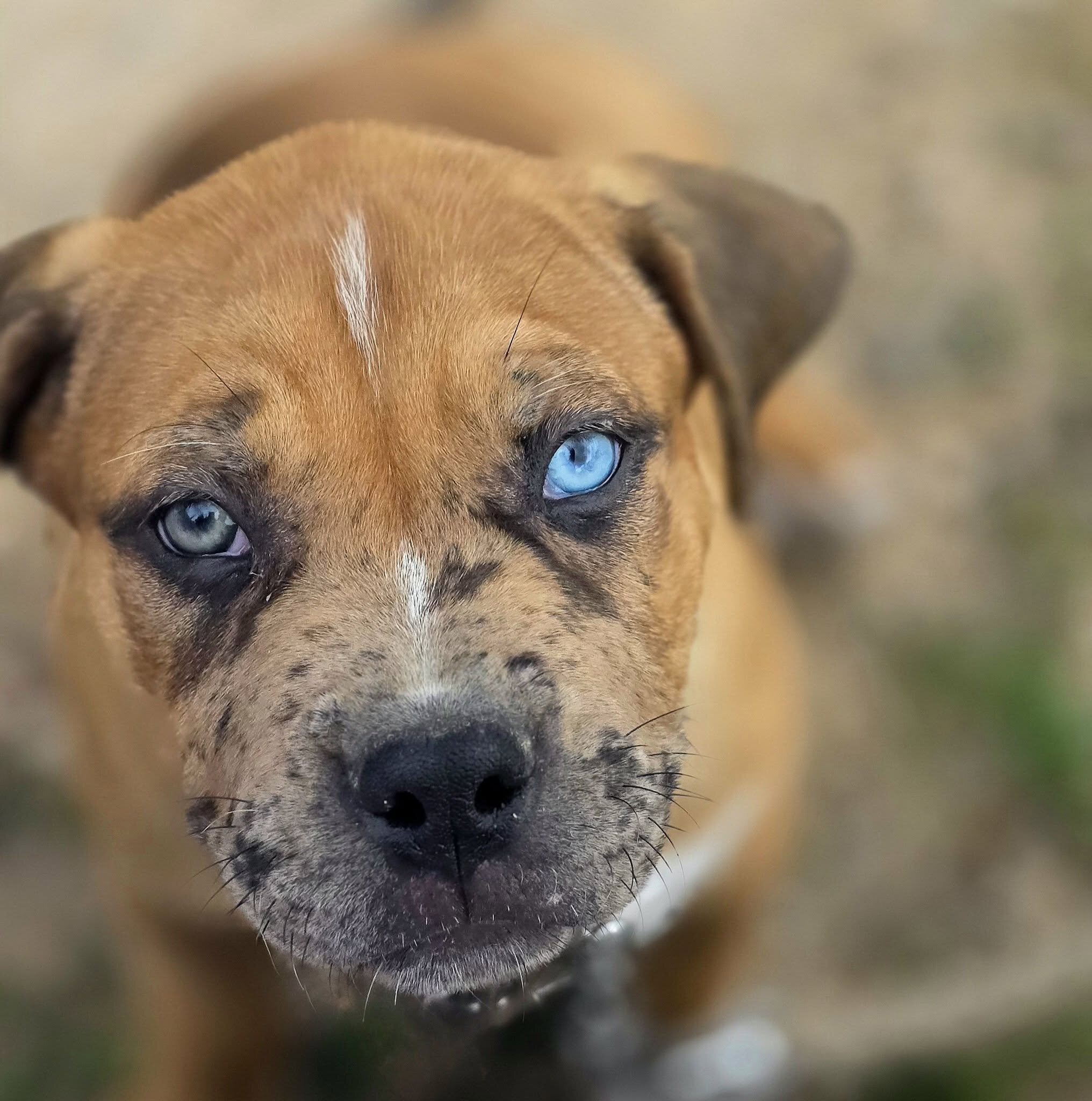 pitbull image 1