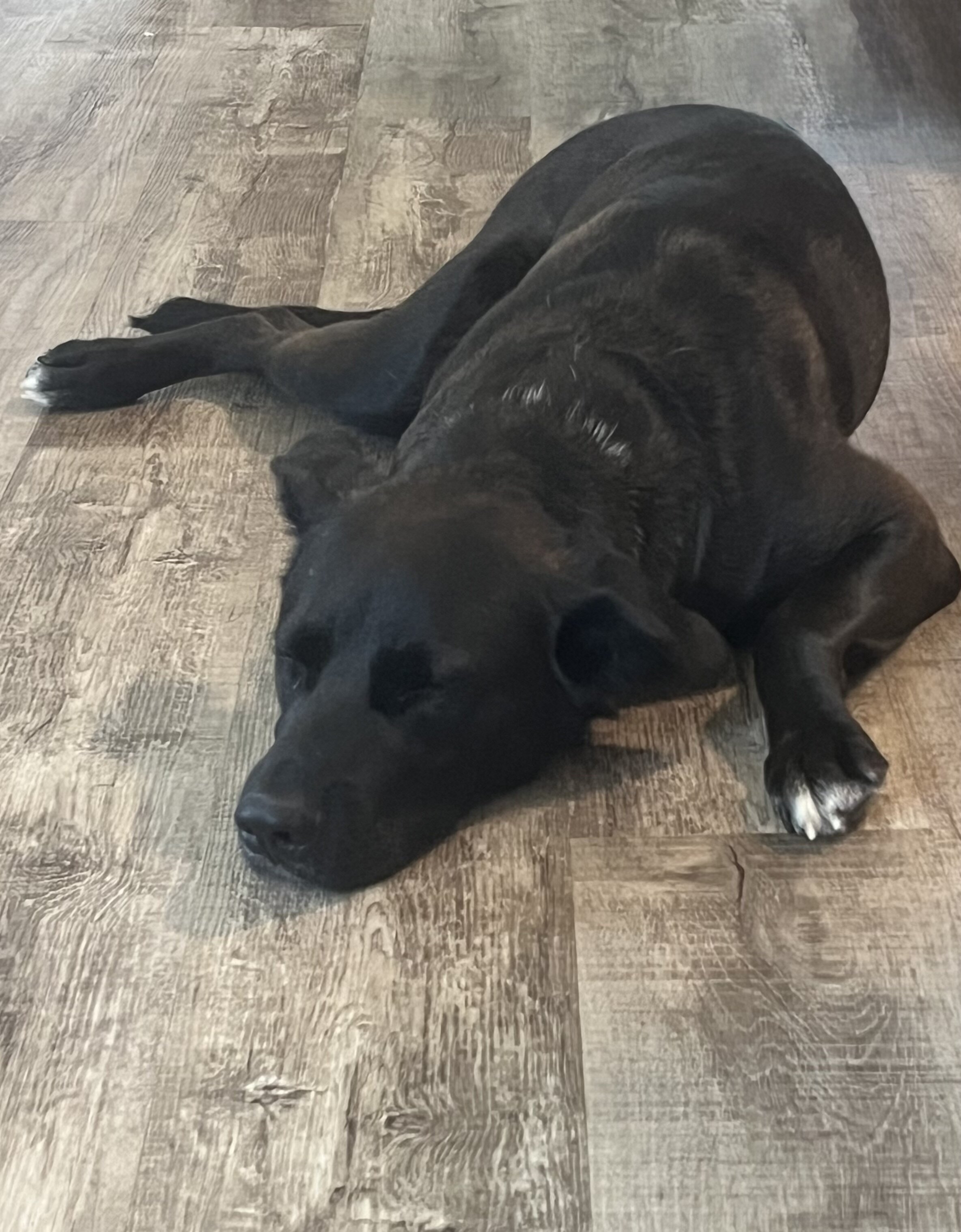 Lab mix image 1