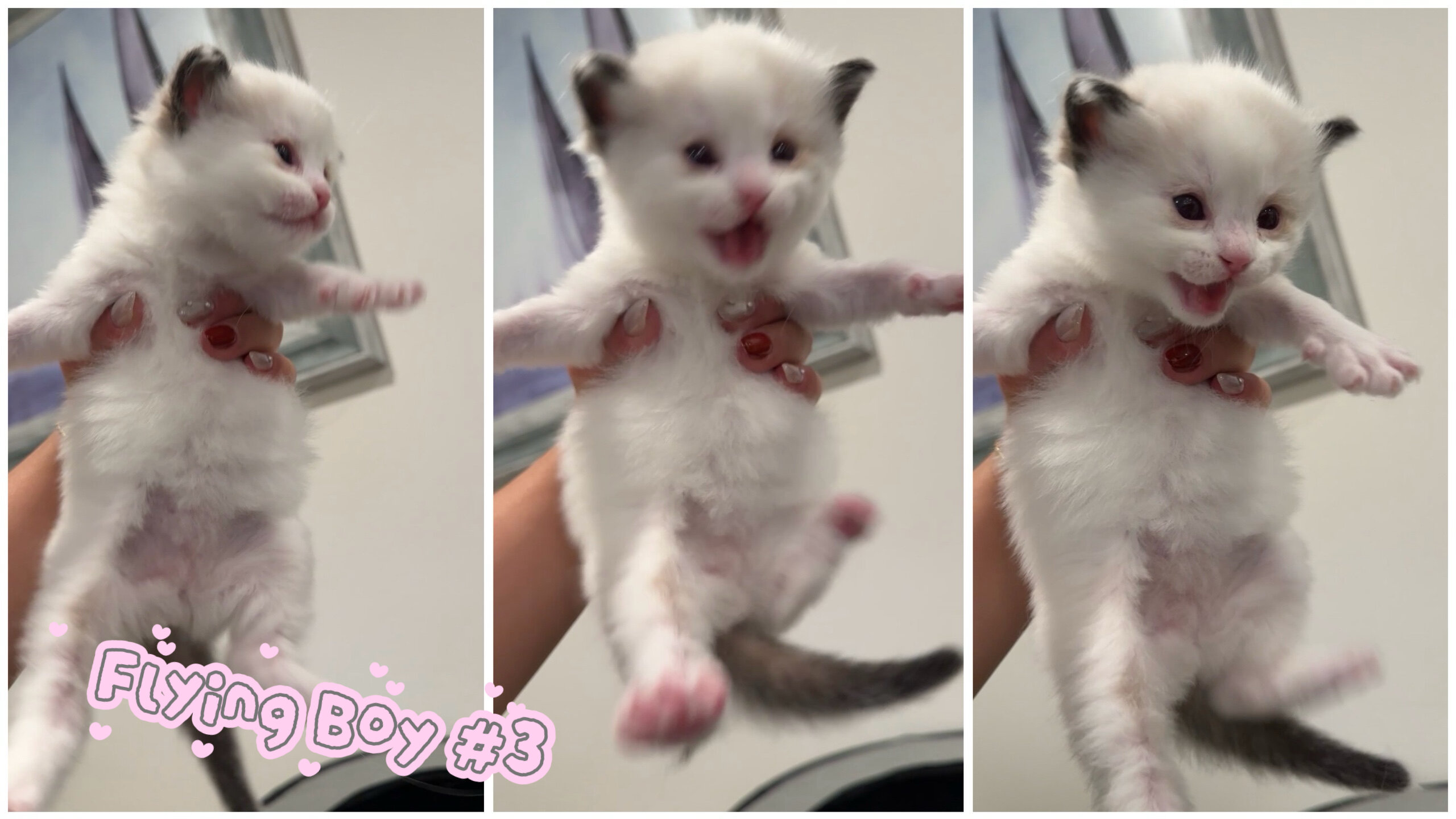 Ragdoll boy kittens image 2