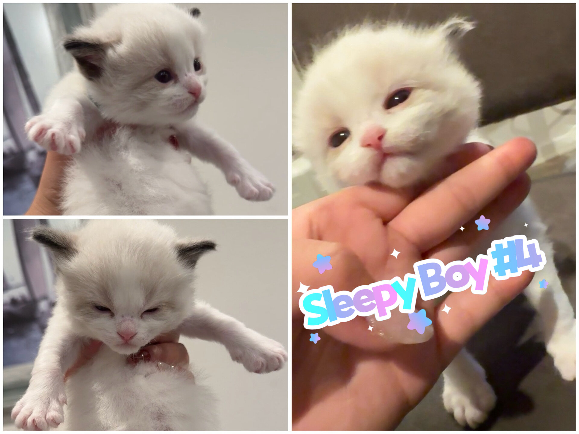 Ragdoll boy kittens image 1