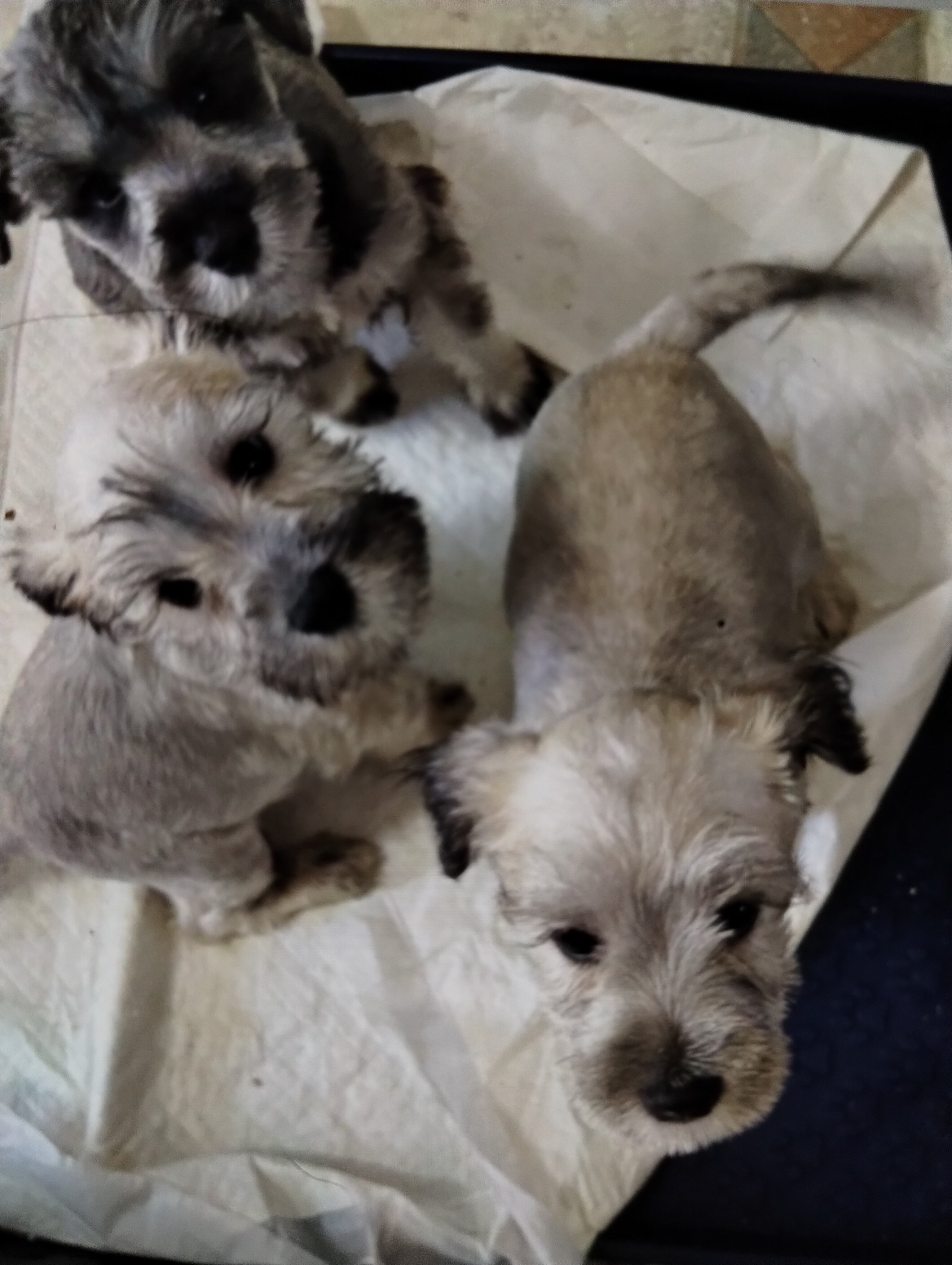 Mini Schnauzer puppies image 1