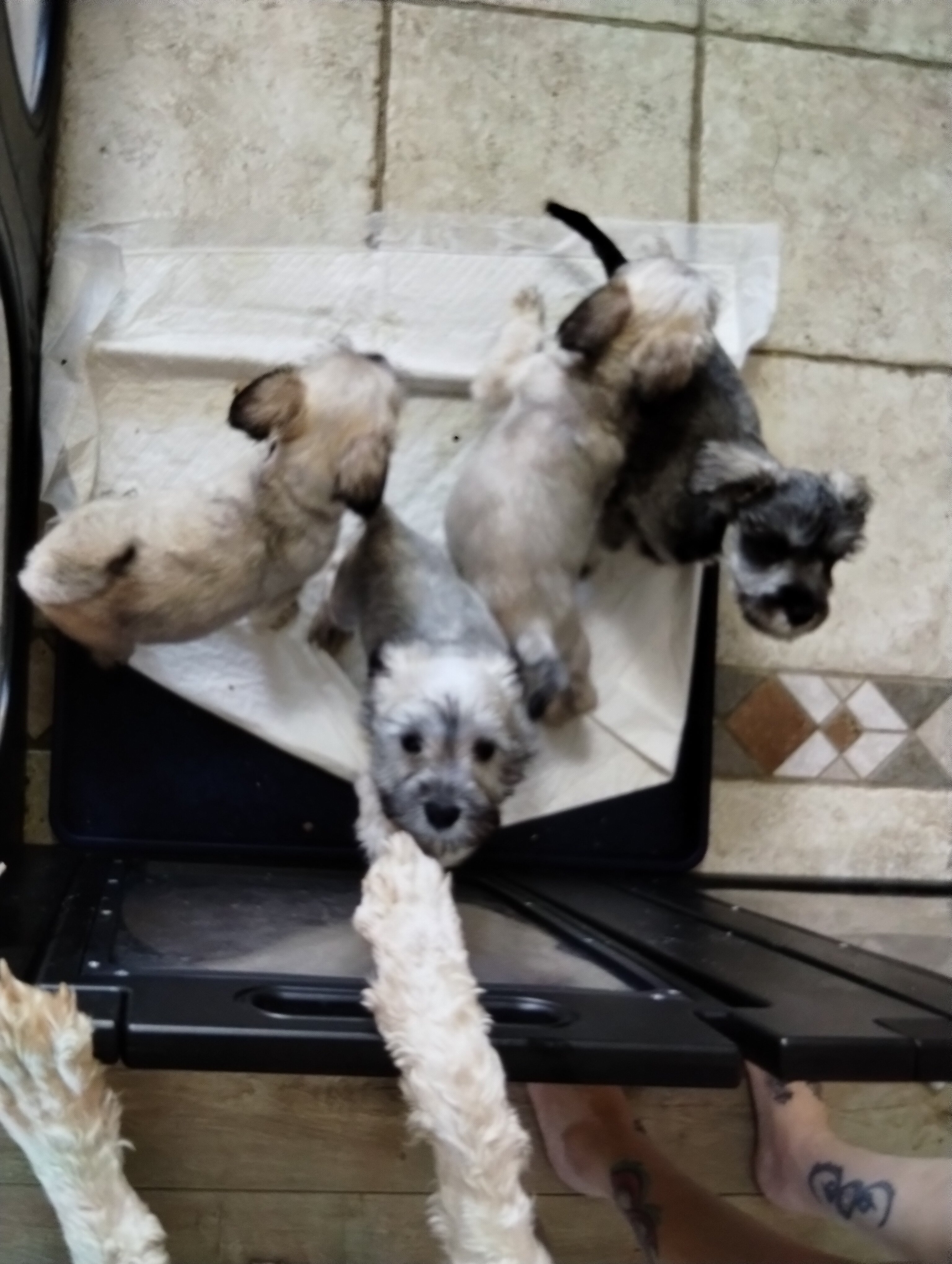 Mini Schnauzer puppies image 2