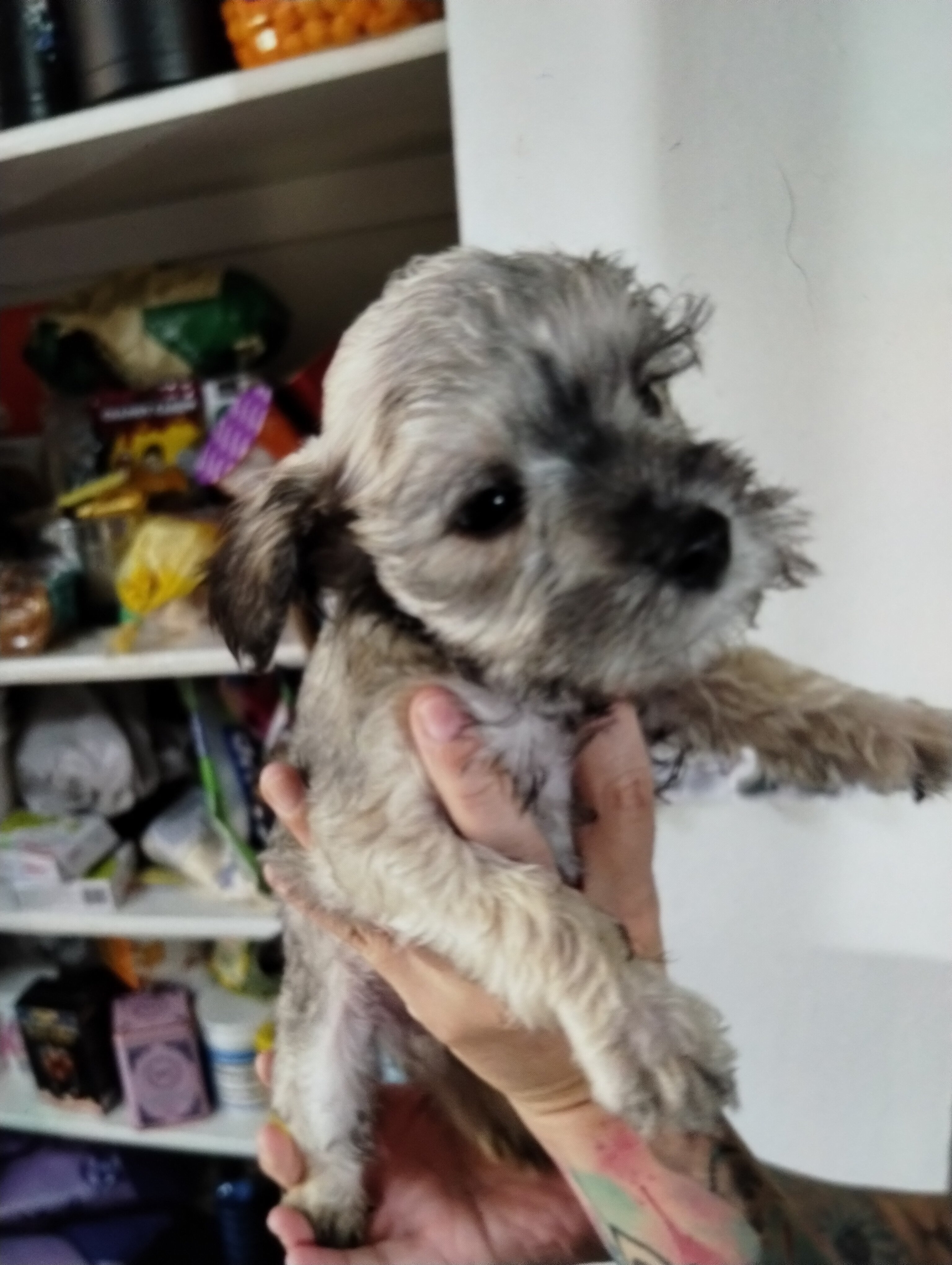 Mini Schnauzer puppies image 3