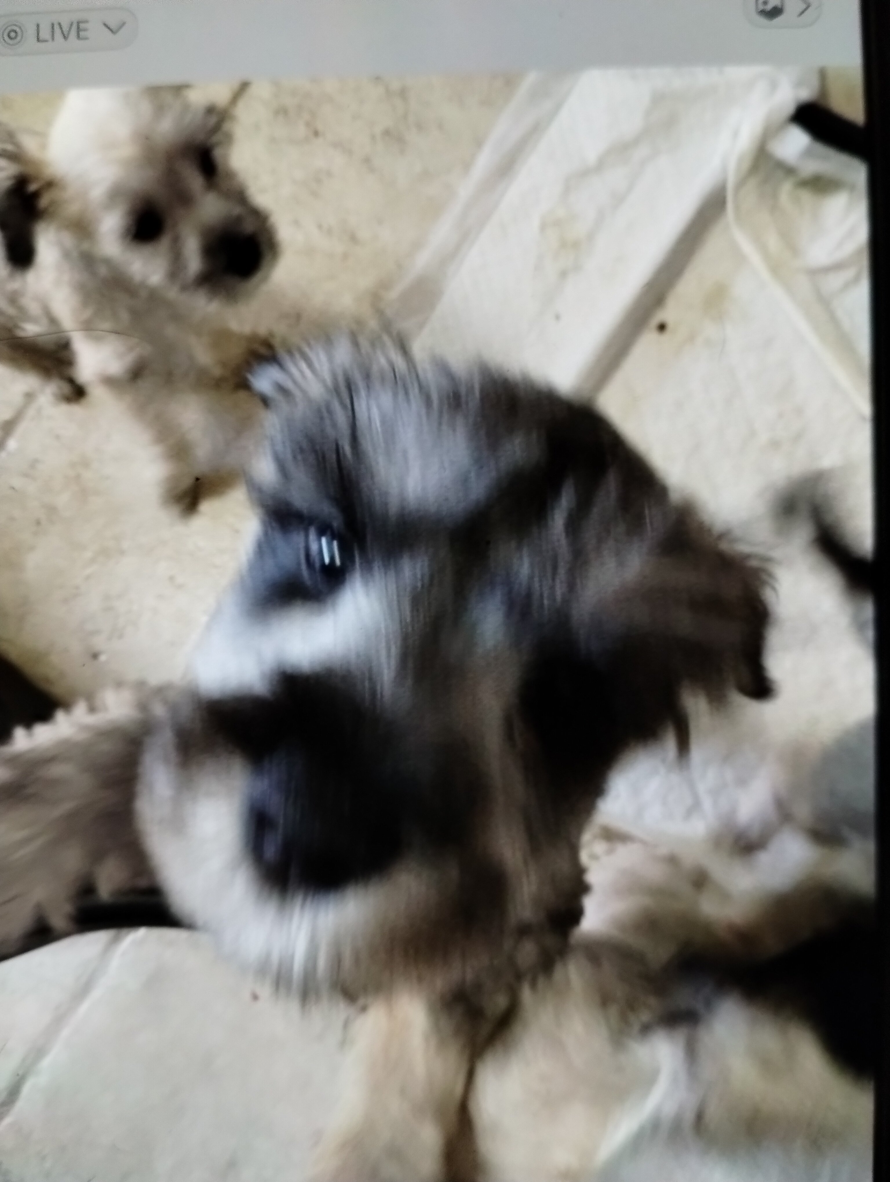 Mini Schnauzer puppies image 6