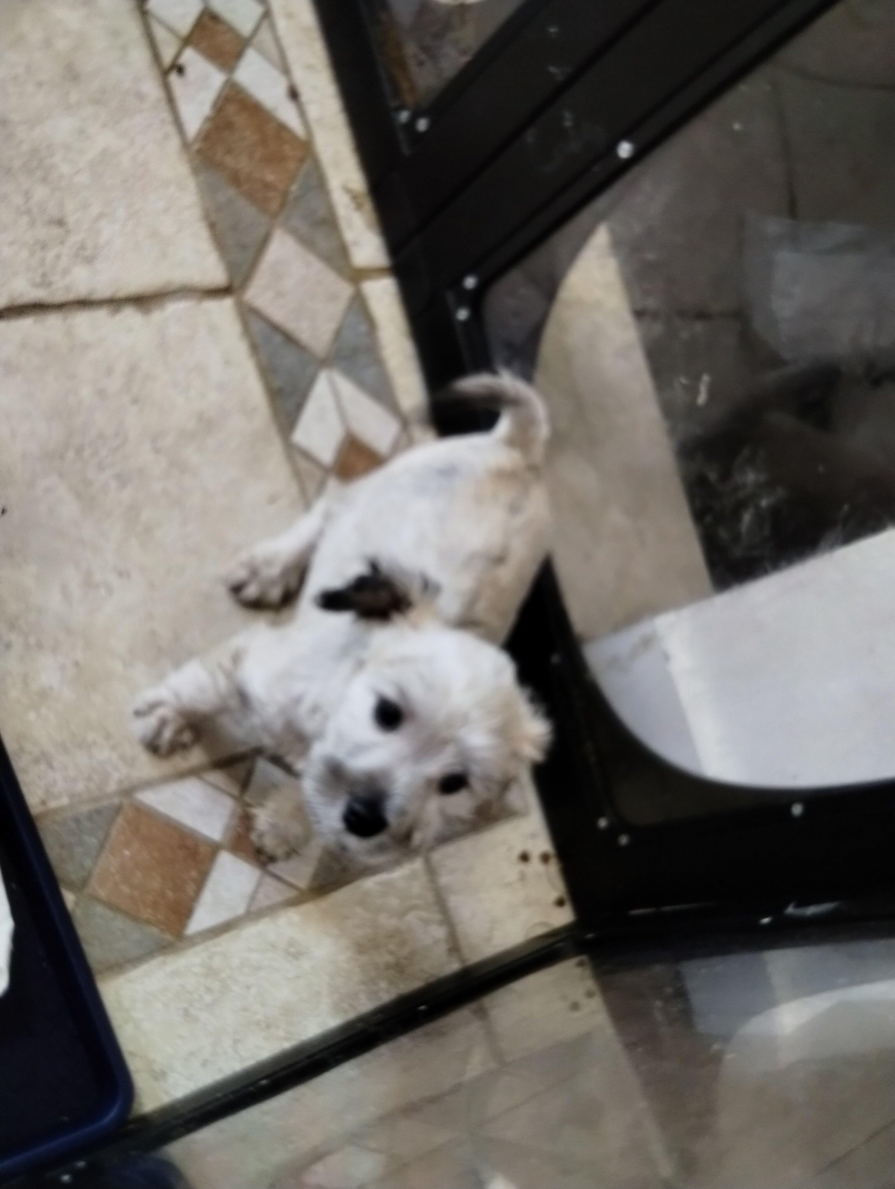 Mini Schnauzer puppies image 4