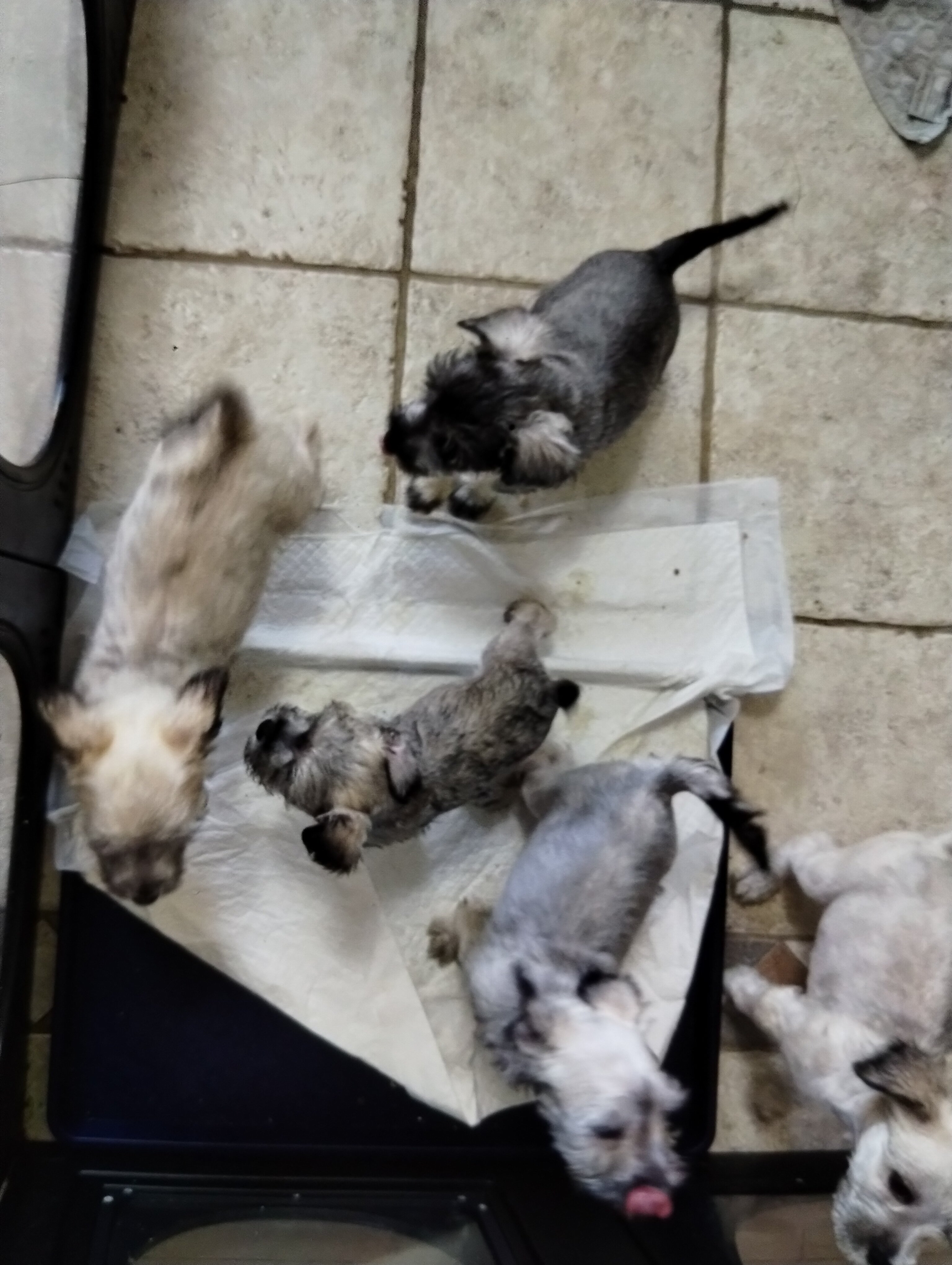 Mini Schnauzer puppies image 5