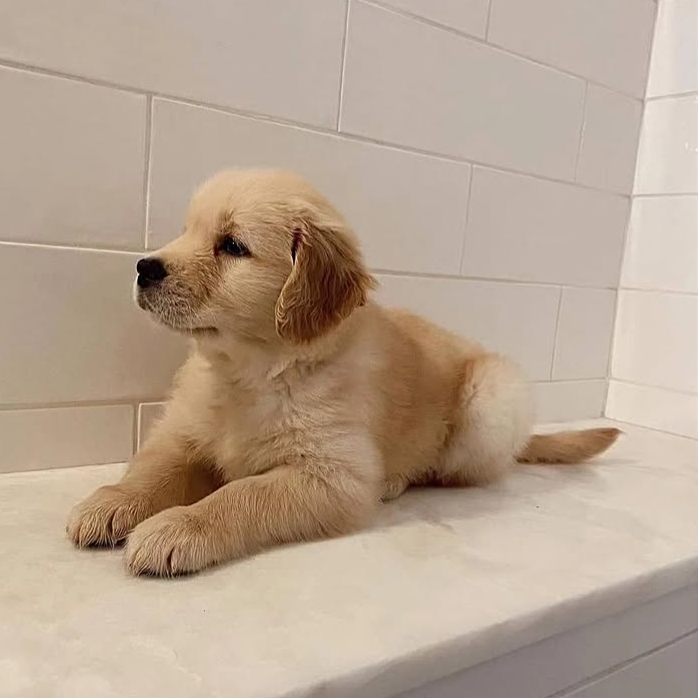 10-Week-Old Golden Retriever Puppy for Adoption image 5
