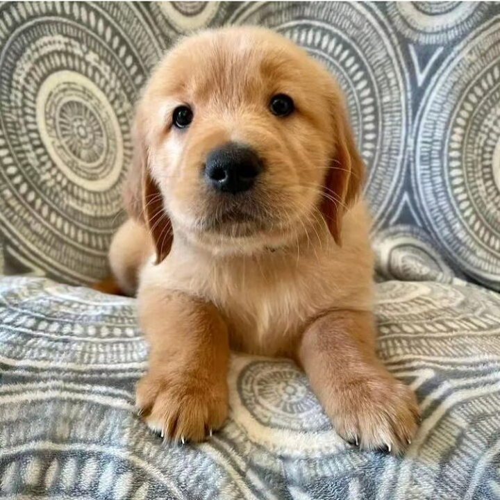 10-Week-Old Golden Retriever Puppy for Adoption image 4