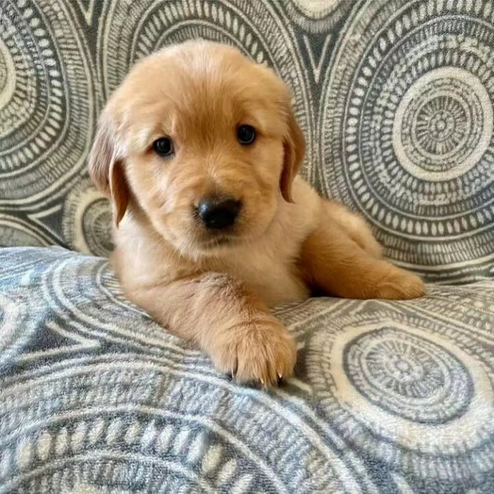 10-Week-Old Golden Retriever Puppy for Adoption image 3