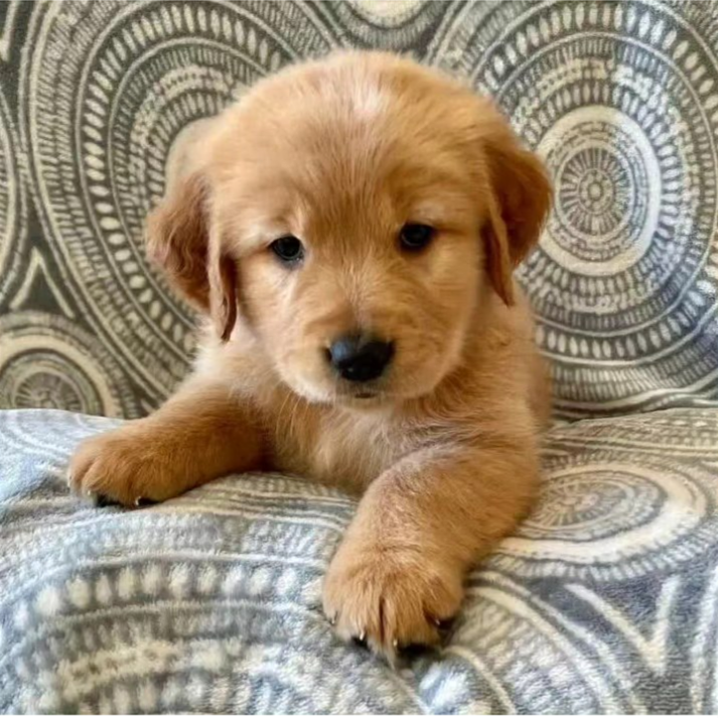 10-Week-Old Golden Retriever Puppy for Adoption image 2
