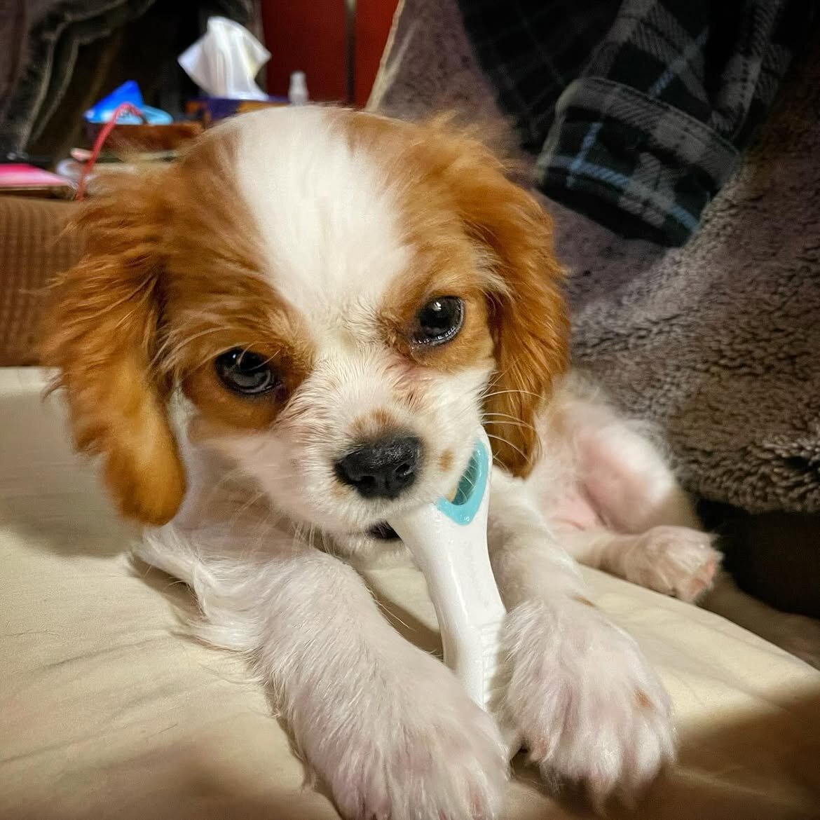 Cavalier King Charles Spanielpuppy image 5
