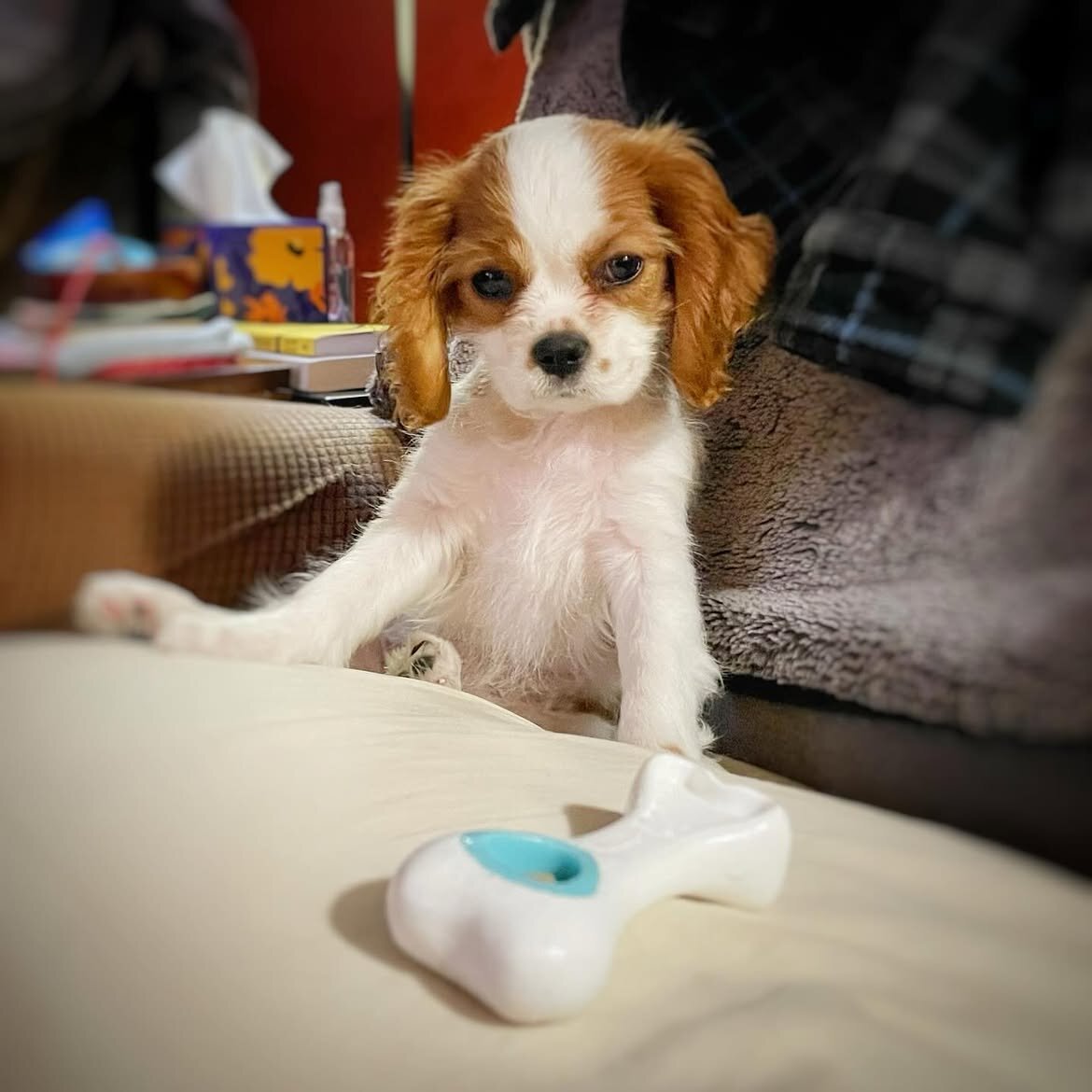 Cavalier King Charles Spanielpuppy image 2