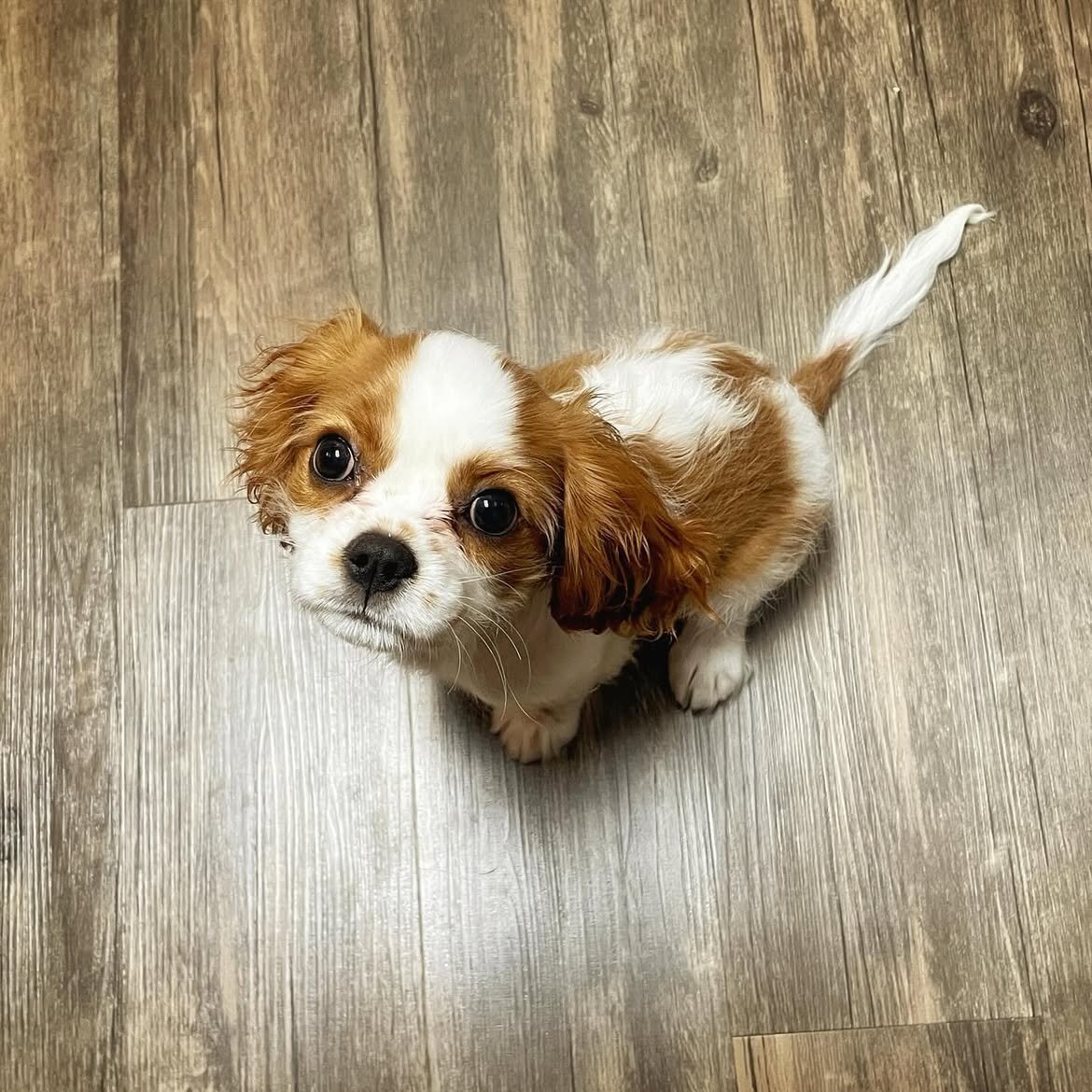 Cavalier King Charles Spanielpuppy image 3