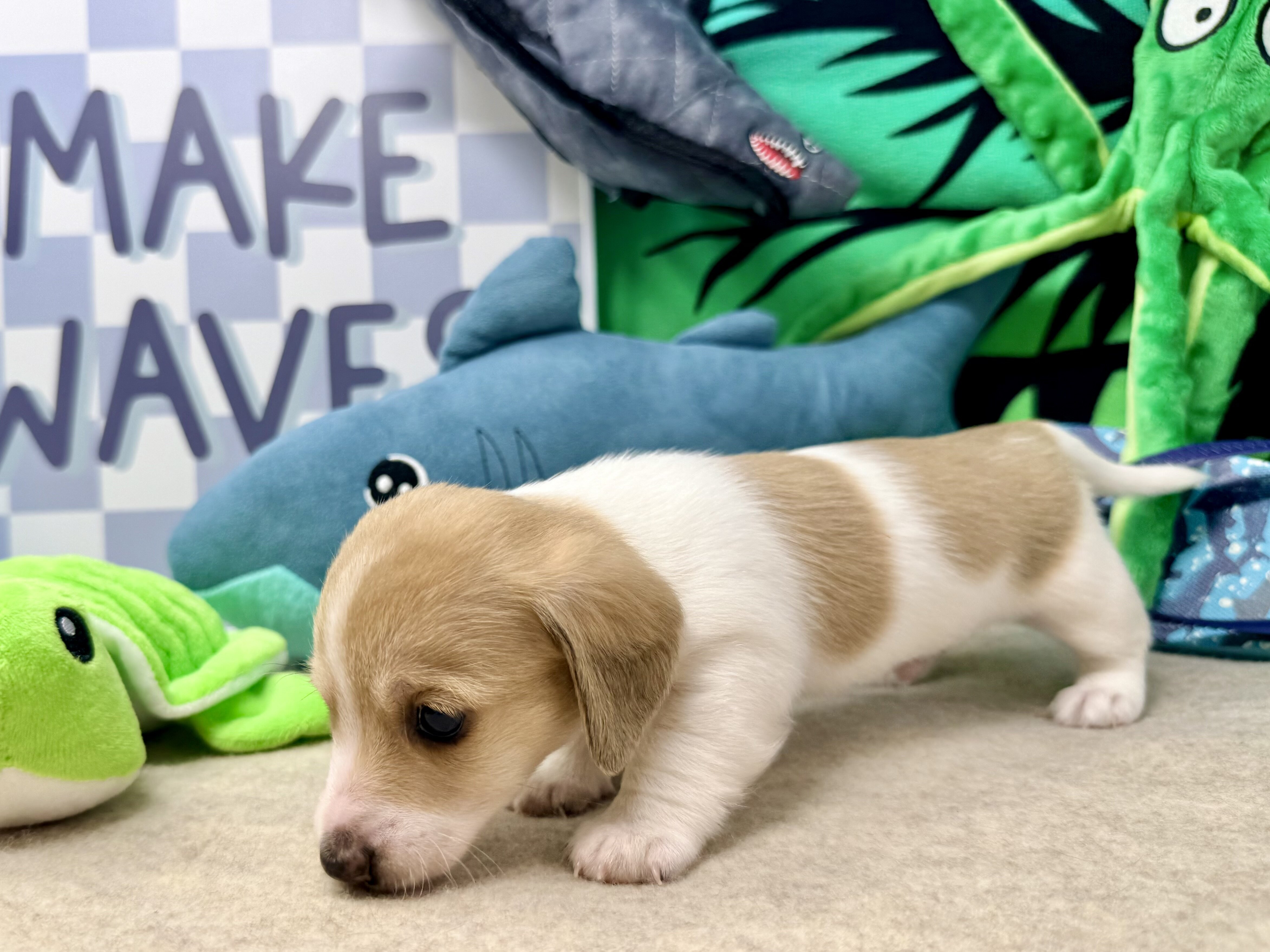 Shaded cream piebald dachshund male image 2
