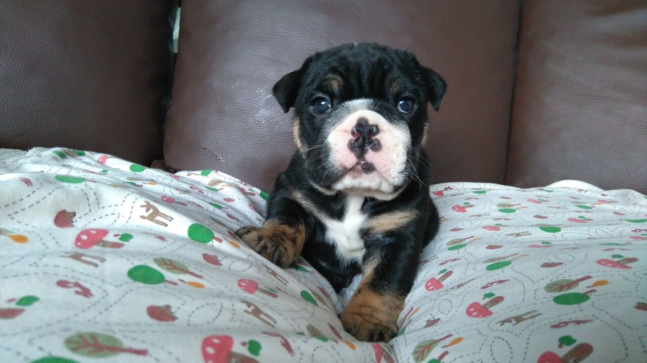 Meet Edna, an adorable female English Bulldog image 1