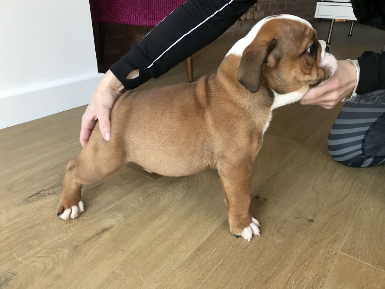 Jax, an adorable male English Bulldog puppy image 1
