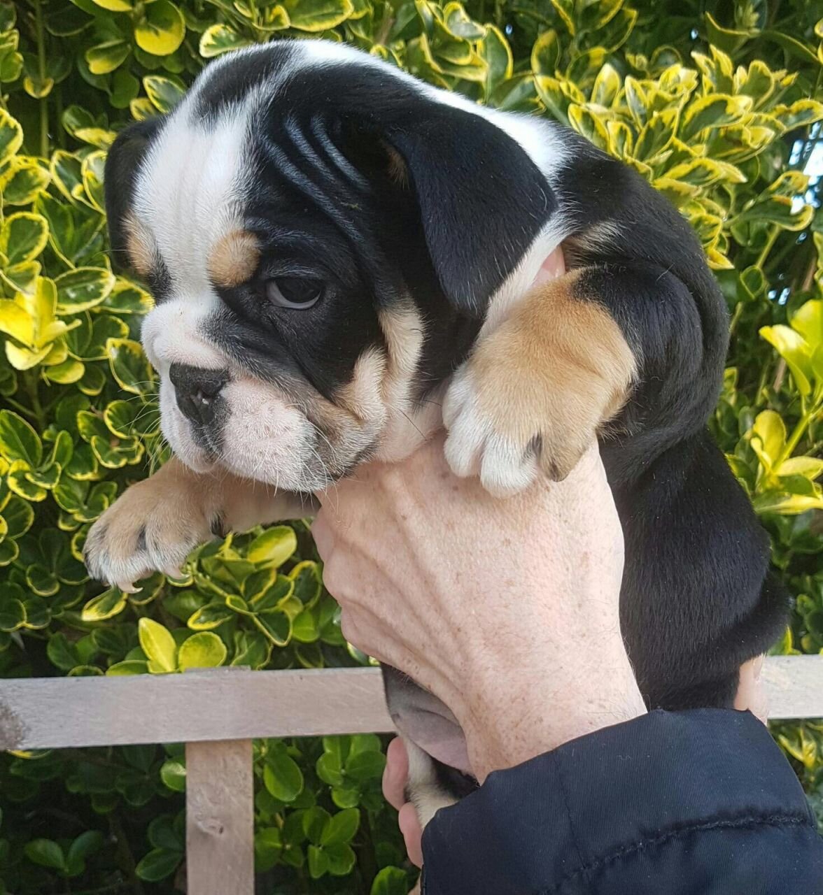 Meet Kelly, a beautiful female English Bulldog pup image 1