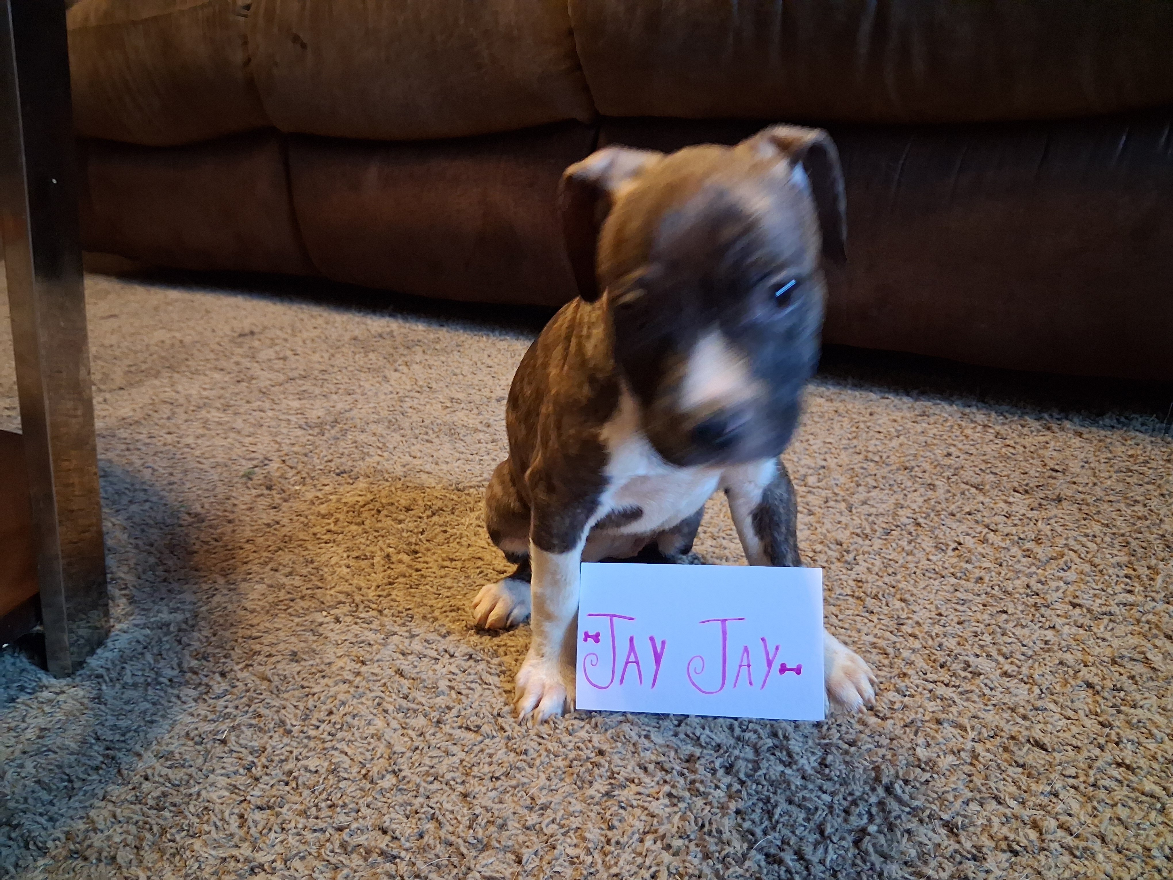 Puppies image 5