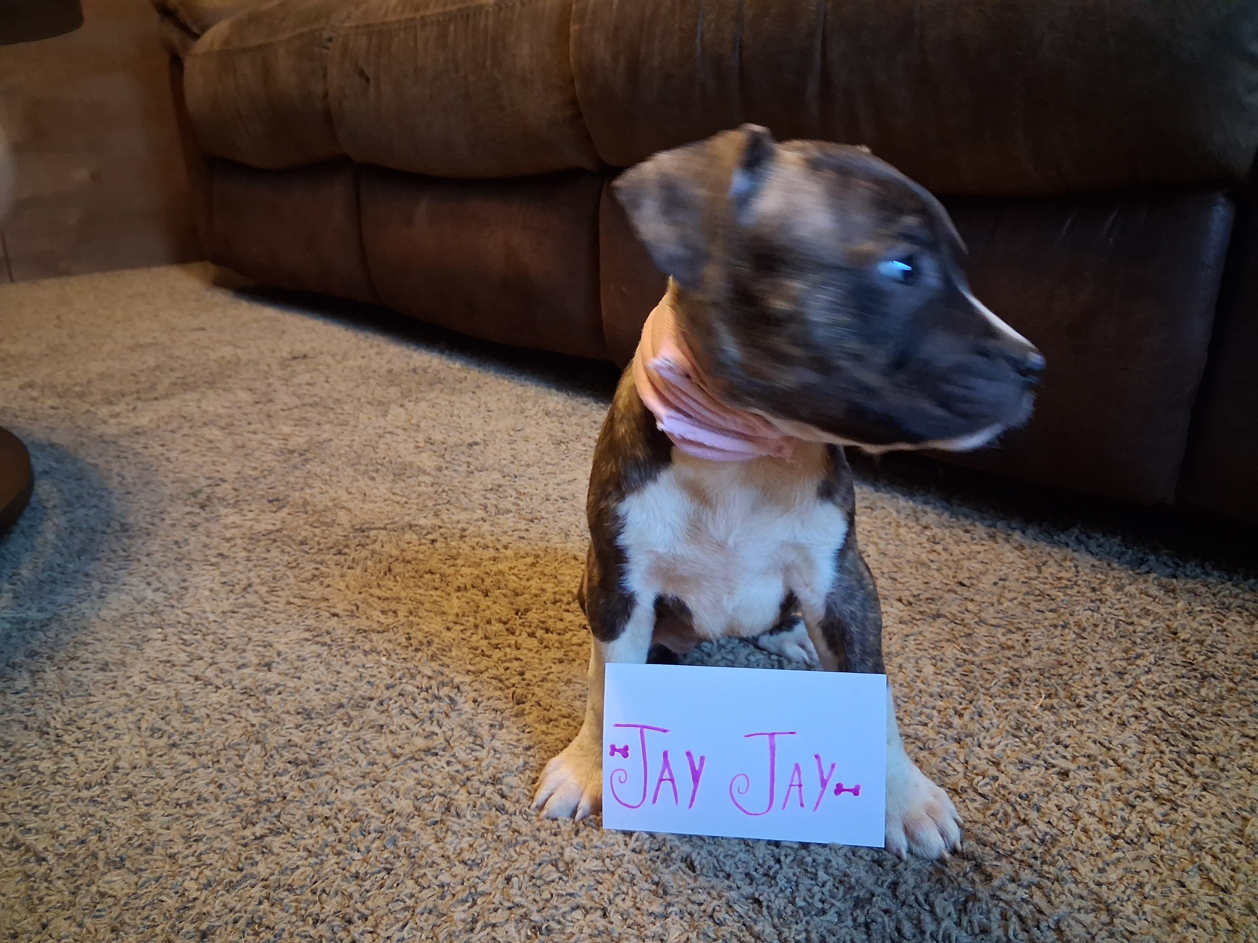 Puppies image 4