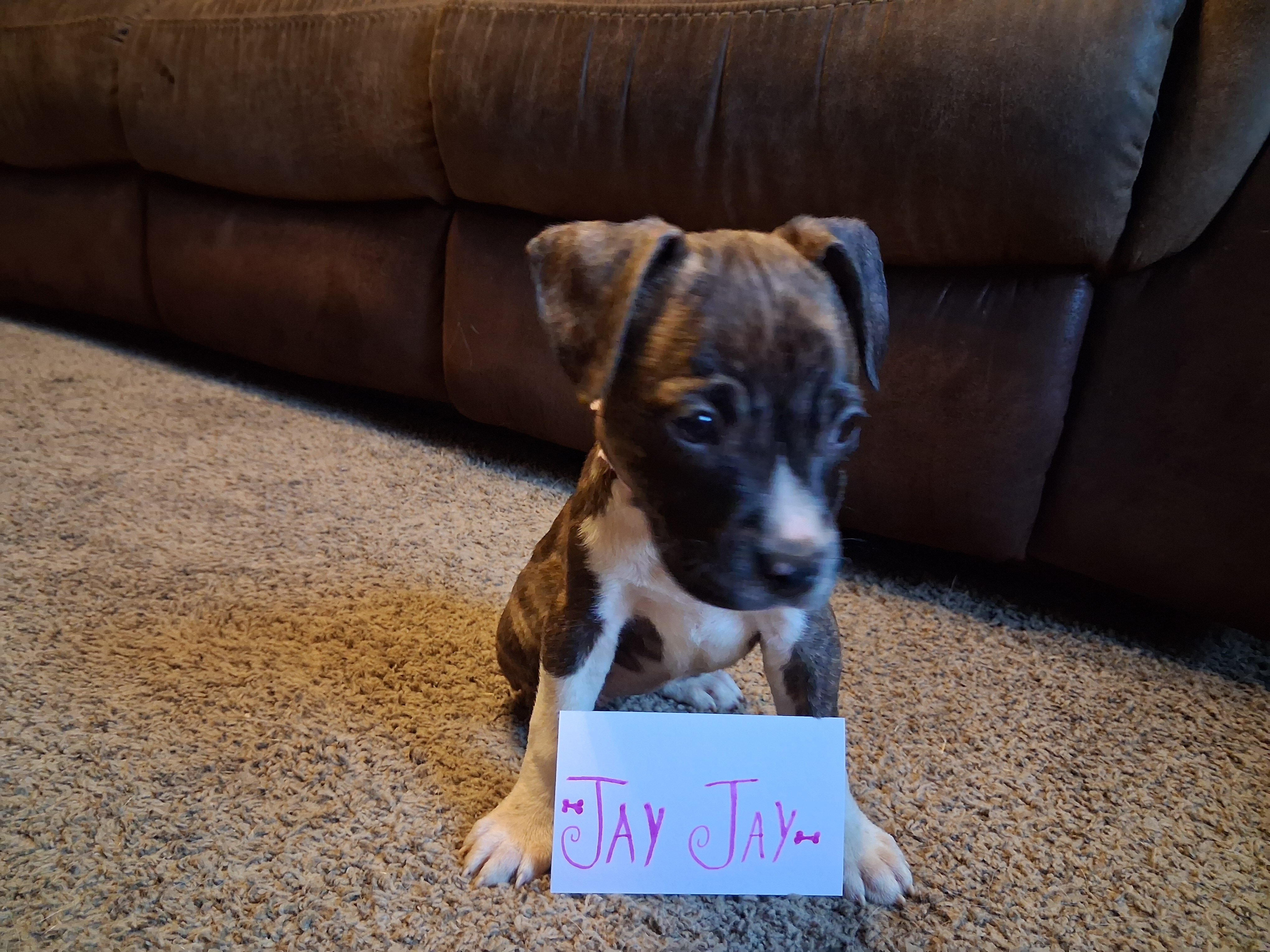 Puppies image 3