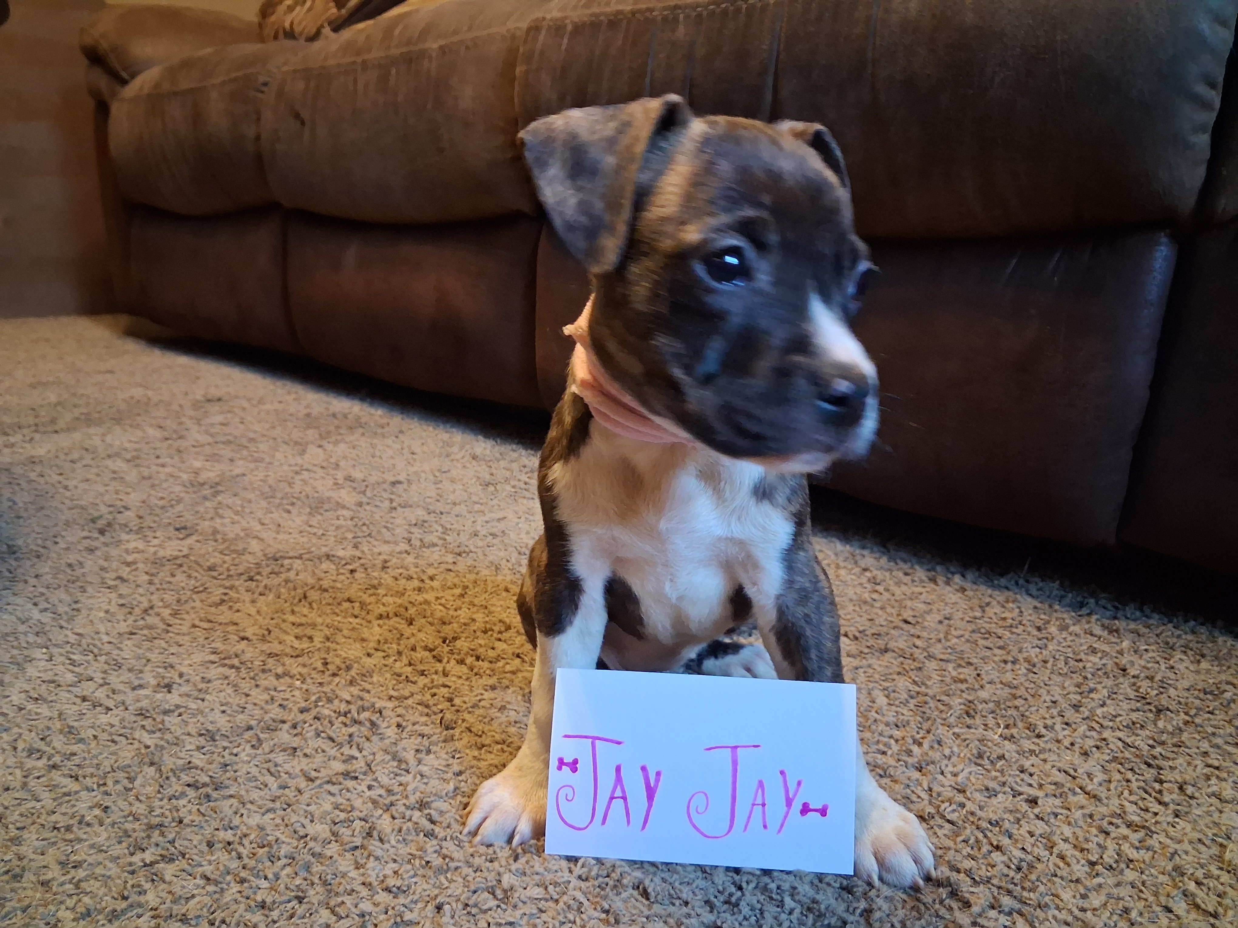 Puppies image 2