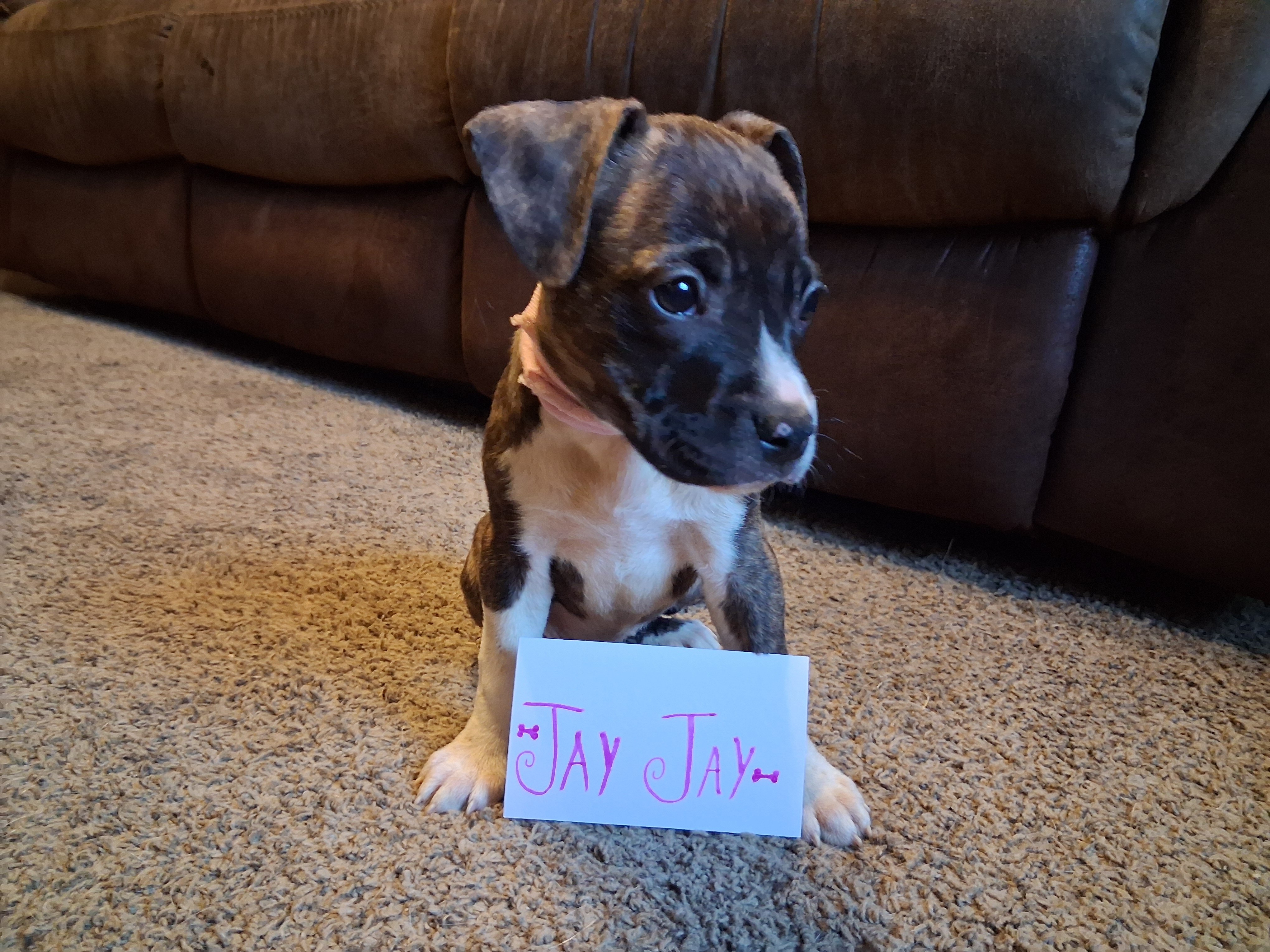 Puppies image 1