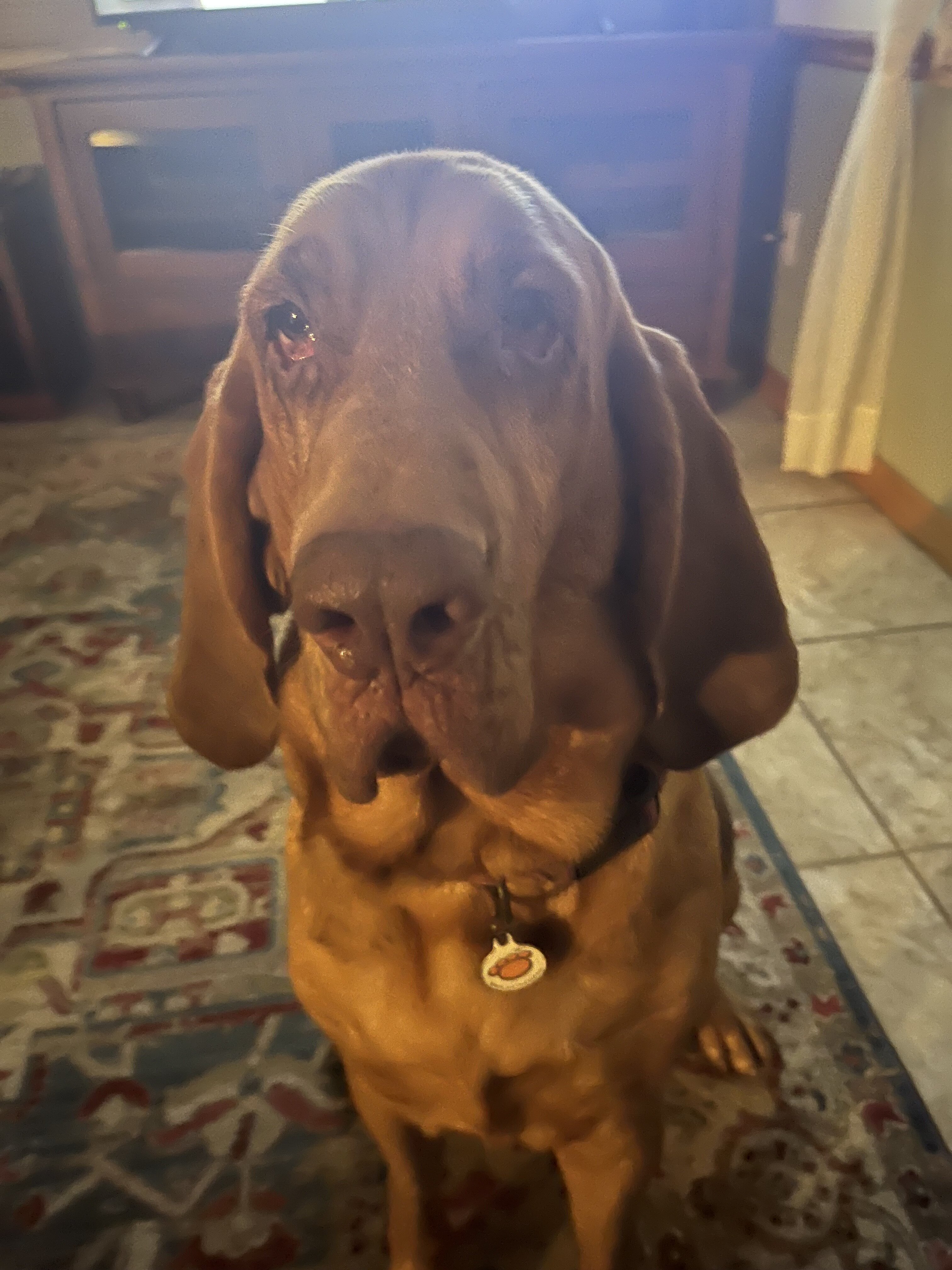 Dog image 1