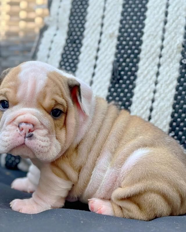 English Bulldog Puppies Looking for Loving Homes image 1